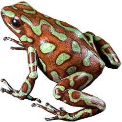 Taboga Reticulated